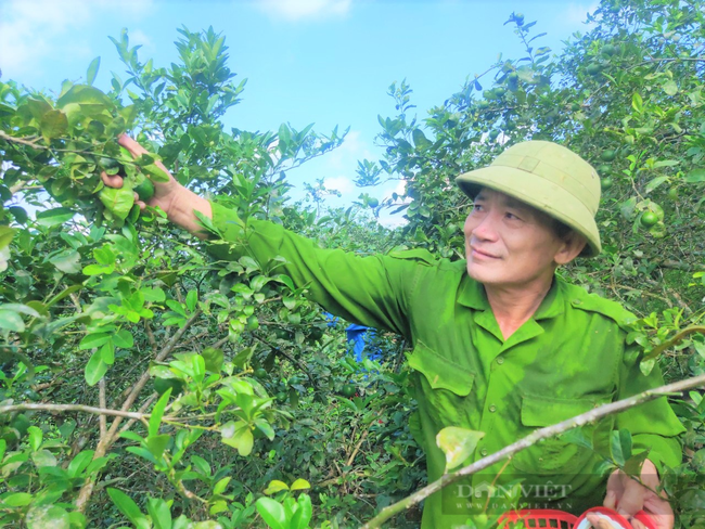 Dịch bệnh phức tạp, nông dân trồng chanh Hà Tĩnh &quot;đứng ngồi không yên&quot; - Ảnh 4.