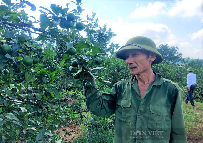 Dịch bệnh phức tạp, nông dân trồng chanh Hà Tĩnh &quot;đứng ngồi không yên&quot; - Ảnh 2.