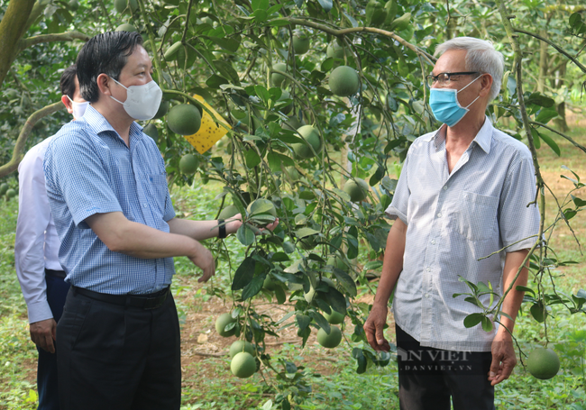 13 năm thực hiện Nghị quyết 26: Nhiều đột phá trong nông nghiệp, nông dân, nông thôn ở Tuyên Quang - Ảnh 2.