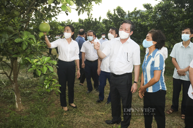 13 năm thực hiện Nghị quyết 26: Nhiều đột phá trong nông nghiệp, nông dân, nông thôn ở Tuyên Quang - Ảnh 3.