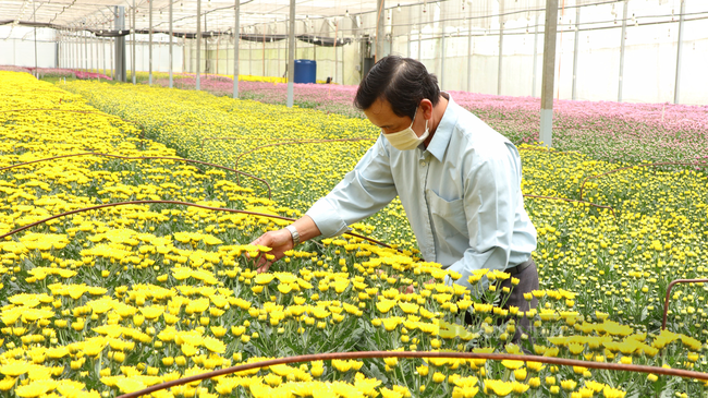 Video: Xót xa, hàng trăm nghìn cành hoa phải đổ bỏ không thể xuất khẩu, thiệt hại tiền tỷ - Ảnh 7.