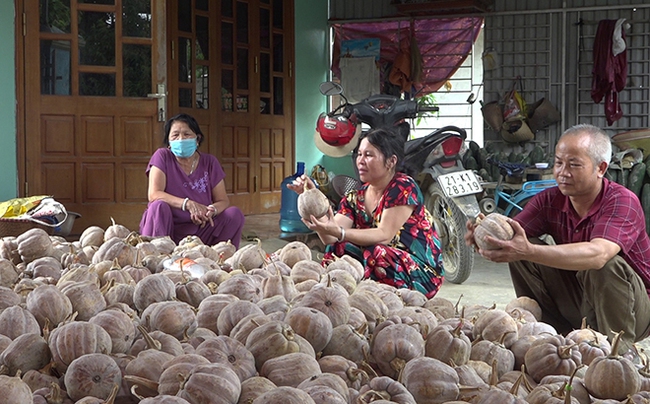 “Bắt tay” doanh nghiệp trồng bí lấy hạt - Ảnh 1.