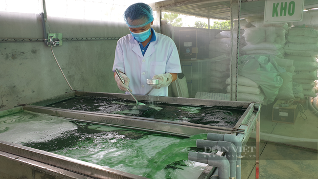 Ninh Bình: Cô giáo trồng vi tảo “thần kỳ”, chất lượng vượt cả Mỹ, cho thu nhập khủng. - Ảnh 4.