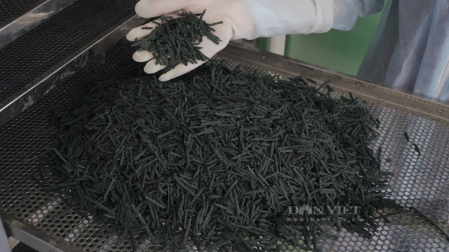 Ninh Bình: Cô giáo trồng vi tảo “thần kỳ”, chất lượng vượt cả Mỹ, cho thu nhập khủng. - Ảnh 7.