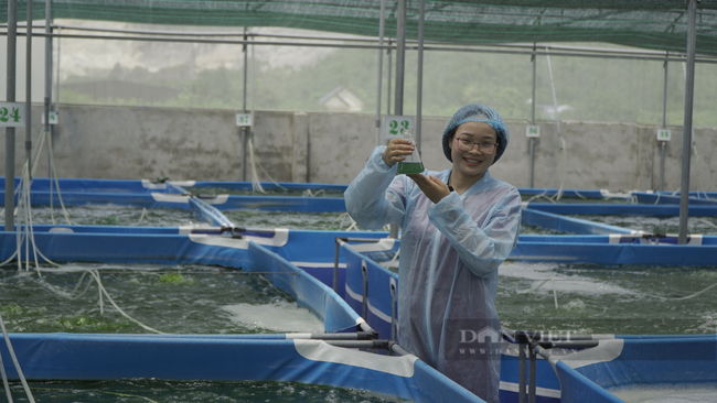 Ninh Bình: Cô giáo trồng vi tảo “thần kỳ”, chất lượng vượt cả Mỹ, cho thu nhập khủng. - Ảnh 5.