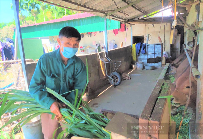 Nông dân Hà Tĩnh nuôi bò vỗ béo, nghề thu lãi cao - Ảnh 4.