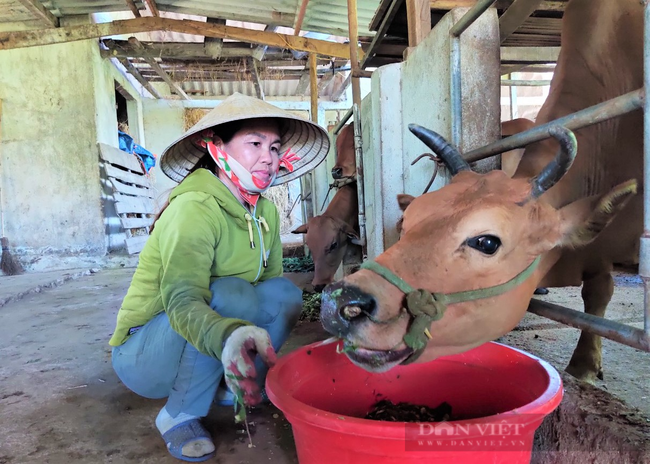 Nông dân Hà Tĩnh nuôi bò vỗ béo, nghề thu lãi cao - Ảnh 2.