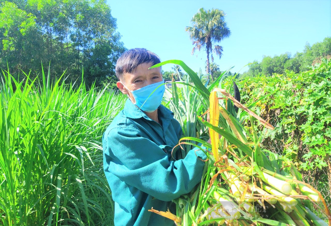 Nông dân Hà Tĩnh nuôi bò vỗ béo, nghề thu lãi cao - Ảnh 10.