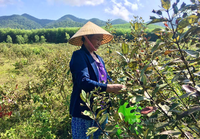 Quảng Bình: Nông dân miền núi trồng cây hoang ra quả dại hái đem bán &quot;đút túi&quot; 1 triệu/ngày - Ảnh 2.