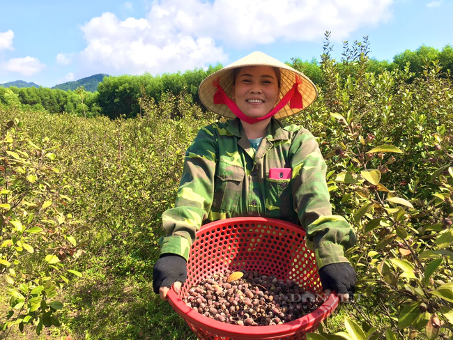 Quảng Bình: Nông dân miền núi trồng cây hoang ra quả dại hái đem bán &quot;đút túi&quot; 1 triệu/ngày - Ảnh 4.