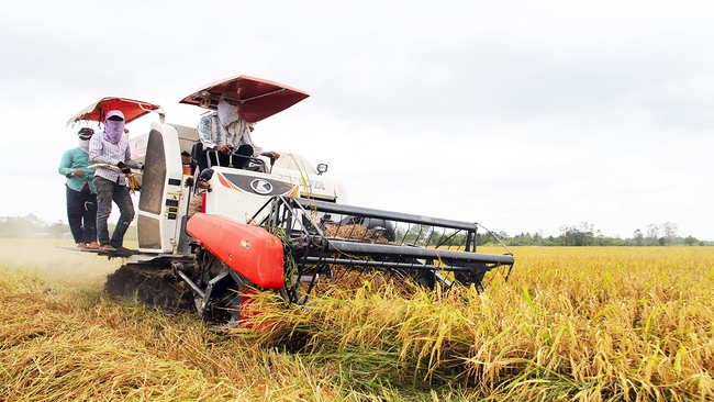 Đồng Tháp: Lên kịch bản giúp người dân thu hoạch, vận chuyển, tiêu thụ lúa gạo do ảnh hưởng dịch Covid-19 - Ảnh 1.