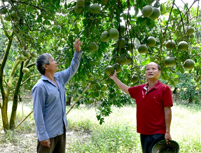 Nâng hạng cho bưởi đặc sản Yên Sơn  - Ảnh 1.