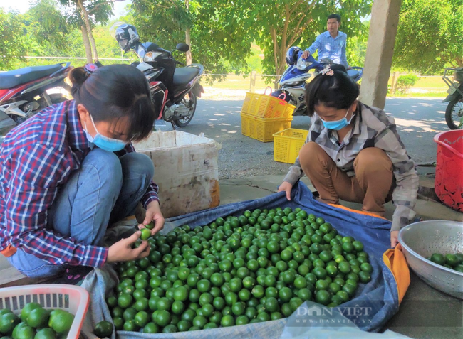 CLIP: Ảnh hưởng Covid-19, chanh rớt giá thê thảm - Ảnh 3.