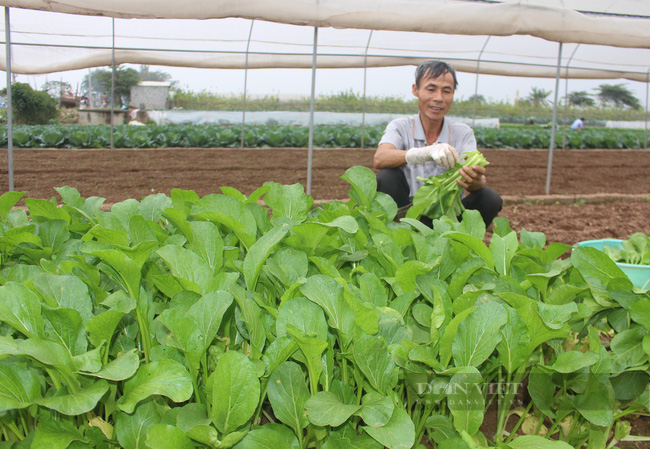 Cá đầy chợ, rau xanh đầy đồng, người Hà Nội không cần phải tích trữ thực phẩm - Ảnh 1.