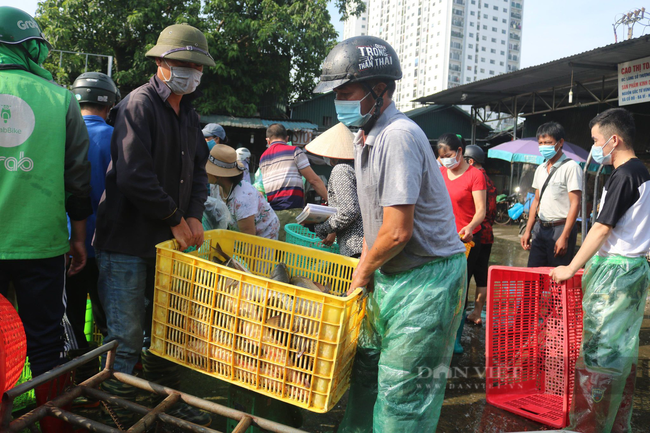 Cá đầy chợ, rau xanh đầy đồng, người Hà Nội không cần phải tích trữ thực phẩm - Ảnh 2.