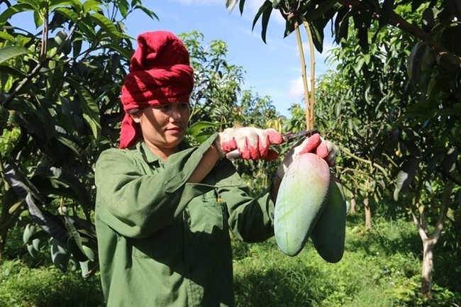 Quảng bá và tiêu thụ nông sản: Liên kết vẫn là mắt xích quan trọng nhất - Ảnh 1.