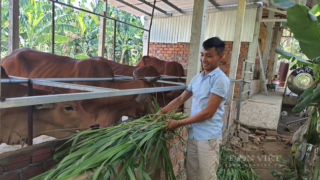 Quảng Nam: Anh nông dân trẻ kiếm hơn 200 triệu đồng nhờ khởi nghiệp trồng cỏ nuôi bò - Ảnh 1.