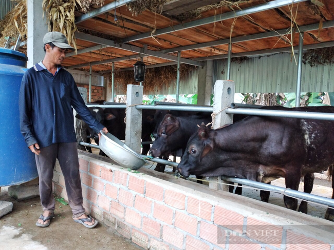 Quảng Nam: Anh nông dân trẻ kiếm hơn 200 triệu đồng nhờ khởi nghiệp trồng cỏ nuôi bò - Ảnh 6.