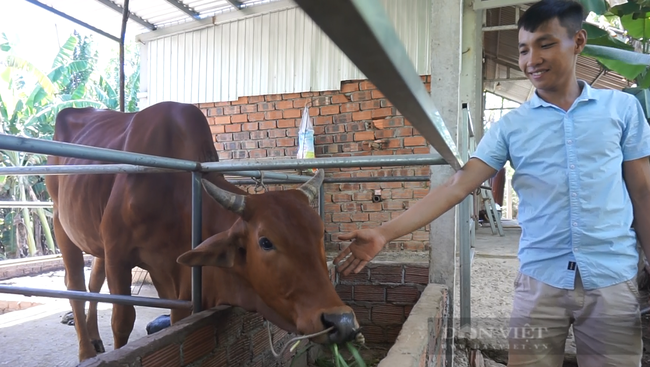 Quảng Nam: Anh nông dân trẻ kiếm hơn 200 triệu đồng nhờ khởi nghiệp trồng cỏ nuôi bò - Ảnh 7.