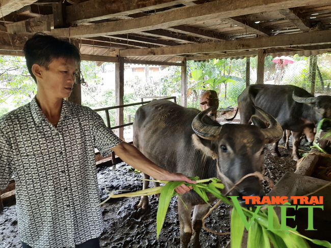 Lai Châu: Một nông dân người Thái thu nhập hàng trăm triệu đồng mỗi năm nhờ sự bám bản cùng vợ.   - Ảnh 1.