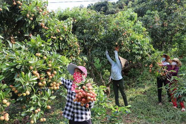 Vải thiều sai quả nhờ bón phân Lâm Thao  - Ảnh 1.