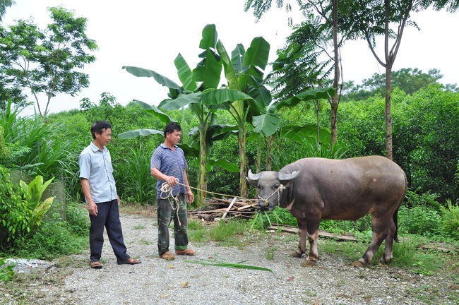 Có vốn nuôi trâu, làm giàu không khó - Ảnh 1.