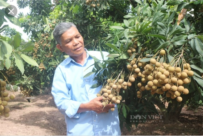 Hưng Yên: Đưa trái đặc sản tiến Vua lên sàn thương mại điện tử, bán hết veo, nông dân mừng ra mặt  - Ảnh 2.