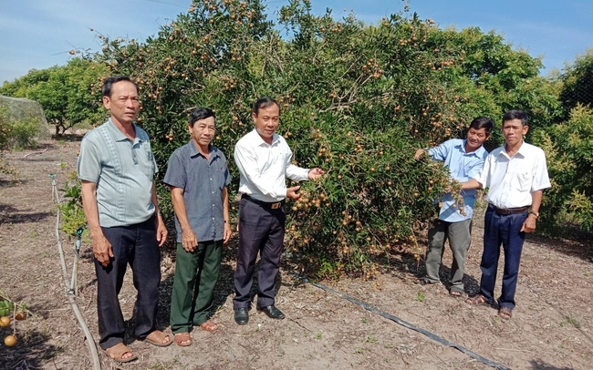 Hội nông dân tỉnh Bình Thuận tham quan vườn nhãn xuồng cơm vàng của tổ Hợp tác nhãn xuồng cơm vàng Thắng Hải. Ảnh: Cisty Bình Thuận