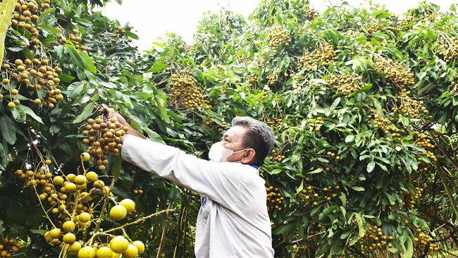 Cần Thơ: Hàng ngàn tấn nhãn chưa bán được, chuối cấy mô chín rục tại vườn không ai mua cả tháng trời - Ảnh 1.