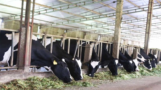 Cần Thơ: Doanh nghiệp &quot;cầu cứu&quot;, mong được hỗ trợ duy trì trang trại bò sữa 500 con và việc làm của 50 công nhân - Ảnh 1.