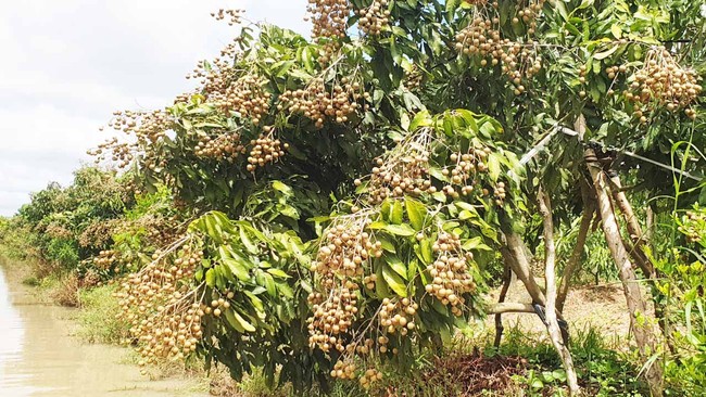 Cần Thơ: Hàng ngàn tấn nhãn chưa bán được, chuối cấy mô chín rục tại vườn không ai mua cả tháng trời - Ảnh 2.