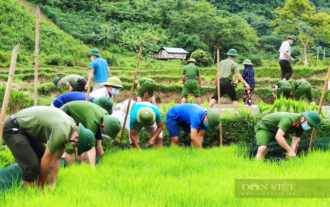 Nghệ  Ann: Các lực lượng tham gia nhổ mạ và cấy lúa giúp dân nơi tâm dịch Chằm Puông - Ảnh 1.