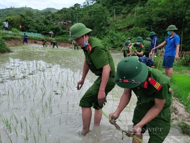 Nghệ  Ann: Các lực lượng tham gia nhổ mạ và cấy lúa giúp dân nơi tâm dịch Chằm Puông - Ảnh 2.