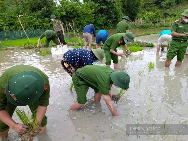 Nghệ  Ann: Các lực lượng tham gia nhổ mạ và cấy lúa giúp dân nơi tâm dịch Chằm Puông - Ảnh 6.