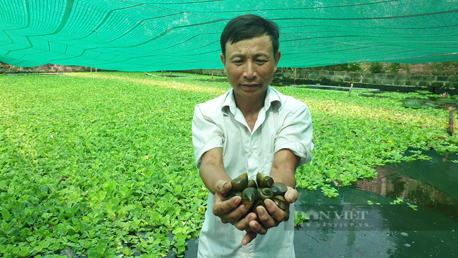 Ninh Bình: Nuôi con thích ở trong bóng mát, chỉ ăn bèo và lá sắn, lão nông thu nhập khủng - Ảnh 1.