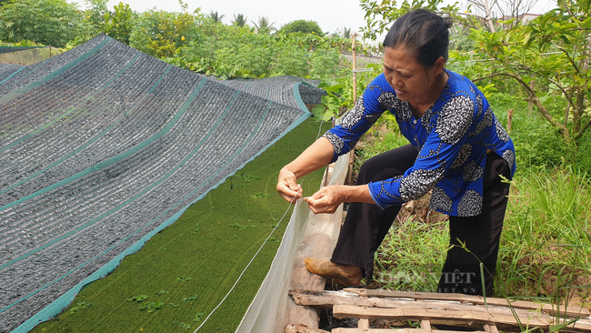 Ninh Bình: Nuôi con thích ở trong bóng mát, chỉ ăn bèo và lá sắn, lão nông thu nhập khủng - Ảnh 6.