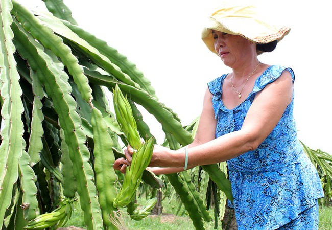 Người trồng thanh long ở Bình Thuận lặt bỏ búp thanh long để dưỡng cây. Ảnh Zen Nguyễn