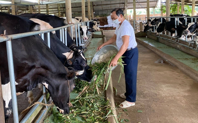 Ông Nguyễn Văn Nhiệm chăm sóc đàn bò sữa của gia đình. Ảnh: Hội Nông dân TX. Phú Mỹ