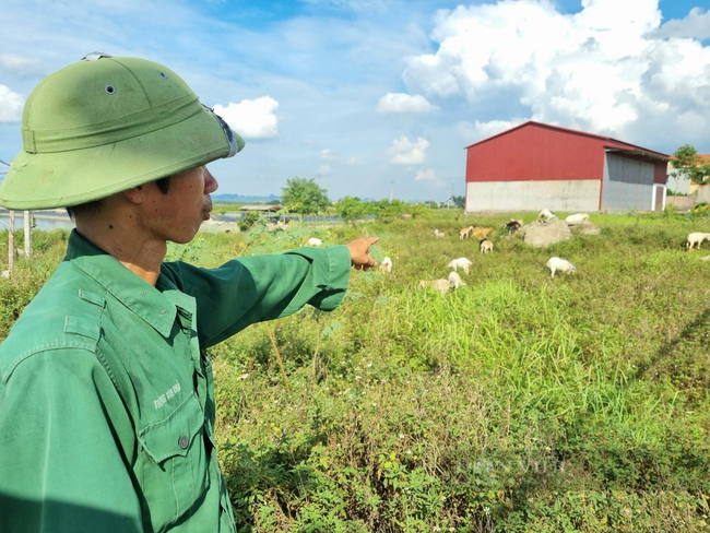 Lão nông Ninh Bình: Nuôi 50 con dê lai chăn thả tự do thu lời 100 triệu/năm - Ảnh 1.