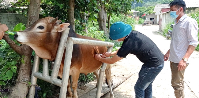 Bệnh viêm da nổi cục nguy cơ lan rộng tại Hà Giang: Kiểm soát chặt việc giết mổ, đốc thúc tiêm vaccine - Ảnh 1.