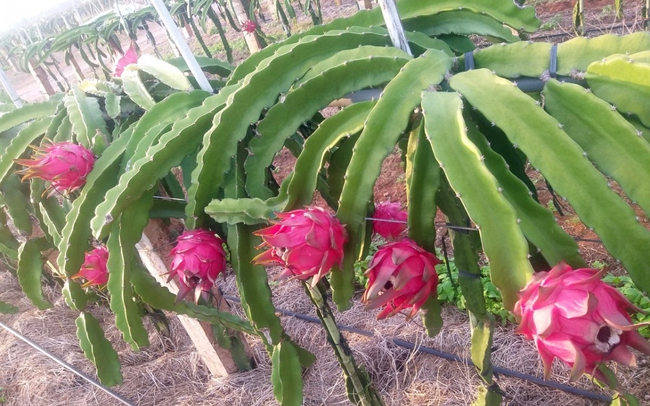 Trang trại Hồng Hà còn trồng giống thanh long búp sen đỏ, từ Đài Loan. Ảnh Hồng Hà