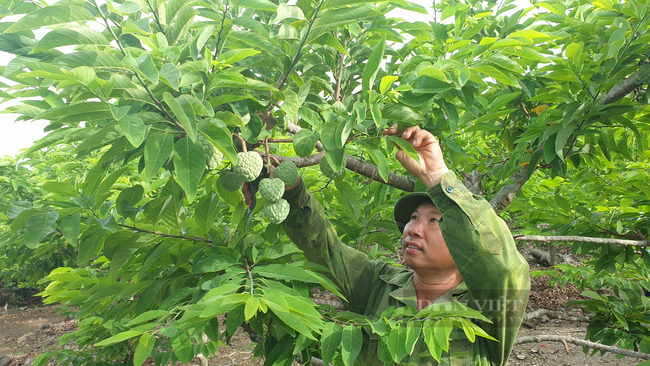 Ninh Bình: Ép vườn na ra quả liên tục, bà con ở đây thu tiền gấp đôi, mỗi ha lãi hàng trăm triệu - Ảnh 1.