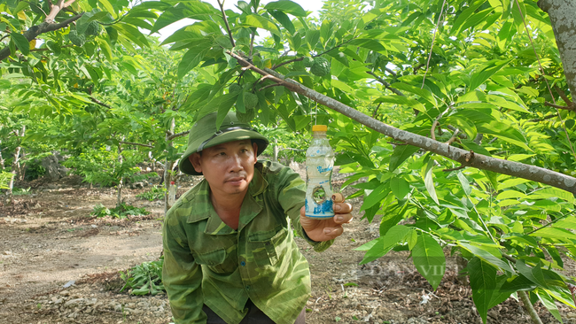 Ninh Bình: Ép vườn na ra quả liên tục, bà con ở đây thu tiền gấp đôi, mỗi ha lãi hàng trăm triệu - Ảnh 5.