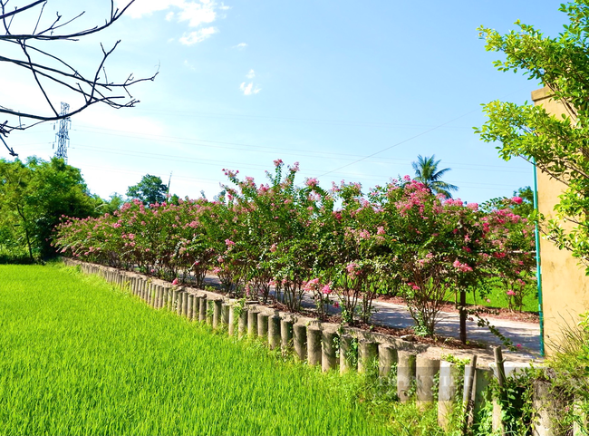 Nghe phát động xây dựng nông thôn mới vợ chồng U70 ở Quảng Bình trồng con đường hoa vạn người mê - Ảnh 7.