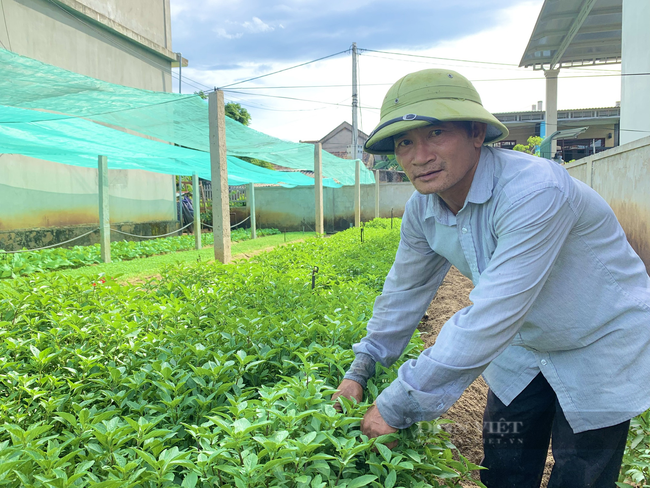 Quảng Bình: Nông dân biến vườn nhà thành &quot;vườn mẫu&quot; trồng rau sạch, bật mí chiêu đuổi sâu lạ đời - Ảnh 5.