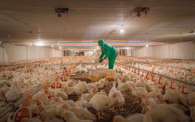 Tây Ninh: Hàng triệu con gà đã phải đốt bỏ vì khó tiêu thụ - Ảnh 1.