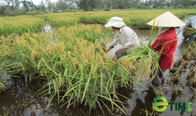 Quảng Nam: Nếp Hương, nước mắm Cửa Khe của Thăng Bình thơm ngon nứt tiếng được gắn sao OCOP - Ảnh 3.