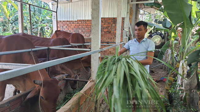 Chàng trai 9X xứ Quảng “bỏ túi” hơn 200 triệu mỗi năm nhờ nuôi bò 3B nhốt chuồng - Ảnh 4.