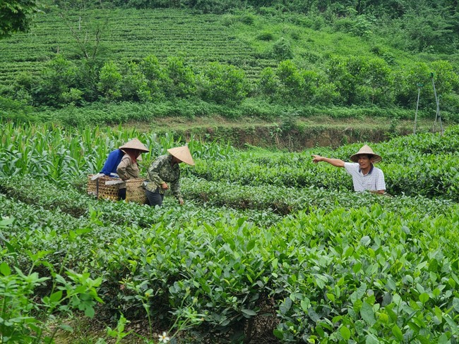 Khẳng định thương hiệu trên những luống chè - Ảnh 1.