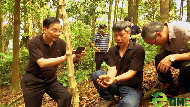 Quảng Nam: Di thực loại cây mỗi 1kg củ có giá 3 cây vàng về 5 huyện miền núi để trồng thử nghiệm - Ảnh 1.